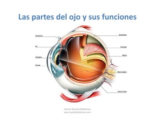 Las partes del ojo y sus funciones Doctor Ricardo Bittelman ww.ricardobittelman.com 