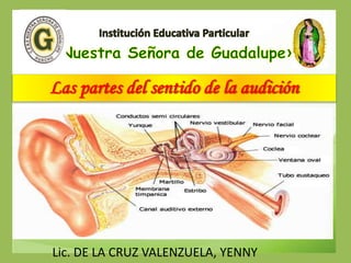 Las partes del sentido de la audición
Lic. DE LA CRUZ VALENZUELA, YENNY
 