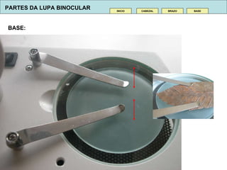 BASE:  CABEZAL INICIO BRAZO BASE PARTES DA LUPA BINOCULAR 