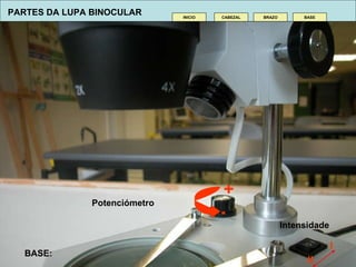BASE:  CABEZAL INICIO BRAZO BASE PARTES DA LUPA BINOCULAR - + I II Potenciómetro Intensidade 
