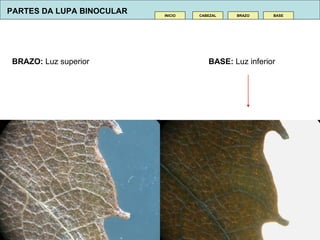 BASE:  Luz inferior CABEZAL INICIO BRAZO BASE PARTES DA LUPA BINOCULAR BRAZO:  Luz superior 