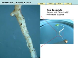 CABEZAL INICIO BRAZO BASE Raiz de plántula . Ocular 10X; Obxetivo 2X. Iluminación superior PARTES DA LUPA BINOCULAR 