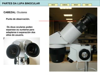 CABEZAL INICIO BRAZO BASE CABEZAL:  Oculares Punto de observación. Os dous oculares poden separase ou xuntarse para adaptarse  á s eparación dos ollos do usuario. PARTES DA LUPA BINOCULAR 