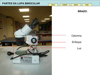 CABEZAL INICIO BRAZO BASE BRAZO:   Columna Enfoque Luz PARTES DA LUPA BINOCULAR 