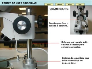BRAZO:  Columna CABEZAL INICIO BRAZO BASE Columna que permite subir e baixar o cabezal para enfo c ar os obxetos. Tornillo para fixar o cabeza l   á  columna. Sistema de seguridade para evitar que o obxetivo golpee a base. PARTES DA LUPA BINOCULAR 