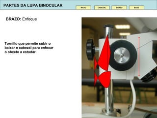 BRAZO:  Enfoque CABEZAL INICIO BRAZO BASE Tornillo que permite subir o baixar o cabezal para enfocar o obxeto a estudar. PARTES DA LUPA BINOCULAR 