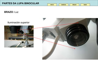 BRAZO:  Luz CABEZAL INICIO BRAZO BASE Iluminaci ó n superior PARTES DA LUPA BINOCULAR 