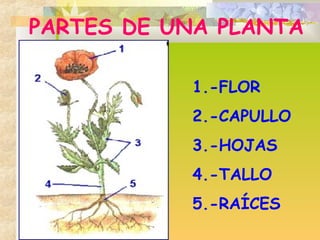 1.-FLOR
2.-CAPULLO
3.-HOJAS
4.-TALLO
5.-RAÍCES
PARTES DE UNA PLANTA
 