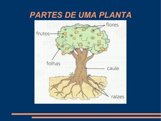 PARTES DE UMA PLANTA
 