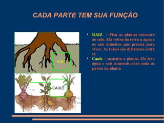 CADA PARTE TEM SUA FUNÇÃO

            
                RAIZ - Fixa as plantas terrestre
                ao solo. Ela retira da terra a água e
                os sais mineiras que precisa para
                viver. As raizes são diferentes entre
                si.
            
                Caule – sustenta a planta. Ele leva
     RAIZ       água e sais minerais para toda as
                partes da planta



    CAULE
 