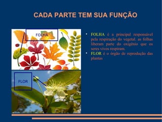 CADA PARTE TEM SUA FUNÇÃO

       FOLHA       
                       FOLHA é a principal responsável
                       pela respiração do vegetal. as folhas
                       liberam parte do oxigênio que os
                       seres vivos respiram.
                   
                       FLOR é o órgão de reprodução das
                       plantas




FLOR
 