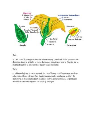Raíz

la raíz es un órgano generalmente subterráneo y carente de hojas que crece en
dirección inversa al tallo y cuyas funciones principales son la fijación de la
planta al suelo y la absorción de agua y sales minerales

Tallo

el tallo es el eje de la parte aérea de las cormófitas y es el órgano que sostiene
a las hojas, flores y frutos. Sus funciones principales son las de sostén y de
transporte de fotosintatos (carbohidratos y otros compuestos que se producen
durante la fotosíntesis) entre las raíces y las hojas.
 