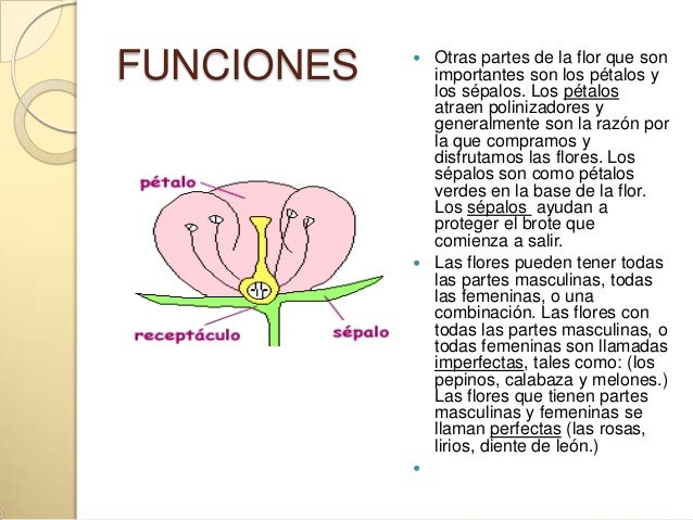 Partes de una flor y sus funciones Imagui