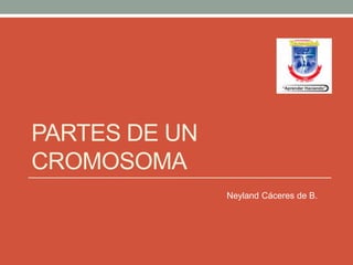 PARTES DE UN 
CROMOSOMA 
Neyland Cáceres de B. 
 
