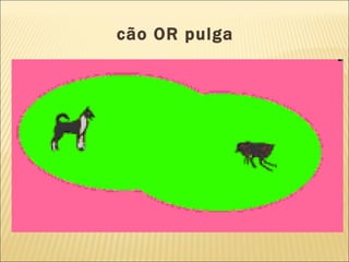 cão OR pulga   