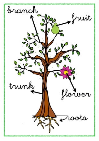 branch
           fruit




trunk
         flower

         roots
 
