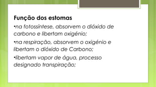 Função dos estomas
•na fotossíntese, absorvem o dióxido de
carbono e libertam oxigénio;
•na respiração, absorvem o oxigénio e
libertam o dióxido de Carbono;
•libertam vapor de água, processo
designado transpiração;
 