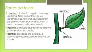 Partes da folha
 Limbo: o limbo é a região mais larga
da folha. Nele encontram-se os
estomas e as nervuras, que possuem
pequenos vasos por onde correm a
seiva bruta e a seiva elaborada.
 Pecíolo: é a haste que sustenta a folha
prendendo-a ao caule.
 Bainha: dilatação do pecíolo, a
bainha serve para prender a folha ao
caule.
 