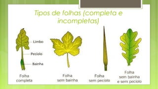 Tipos de folhas (completa e
incompletas)
 