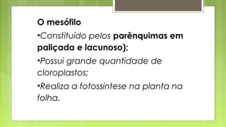 O mesófilo
•Constituído pelos parênquimas em
paliçada e lacunoso);
•Possui grande quantidade de
cloroplastos;
•Realiza a fotossíntese na planta na
folha.
 