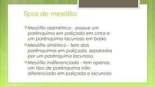 Tipos de mesófilo:
Mesófilo assimétrico - possue um
parênquima em paliçada em cima e
um parênquima lacunoso em baixo
Mesófilo simétrico - tem dois
parênquimas em paliçada, separados
por um parênquima lacunoso.
Mesófilo indiferenciado - tem apenas
um tipo de parênquima não
diferenciado em paliçada e lacunoso
 
