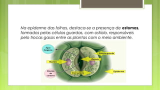 Na epiderme das folhas, destaca-se a presença de estomas,
formados pelas células guardas, com ostíolo, responsáveis
pelo trocas gasos entre as plantas com o meio ambiente.
 