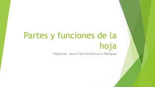 Partes y funciones de la
hoja
Integrante : Marco Fabricio Echevarria Rodriguez
 