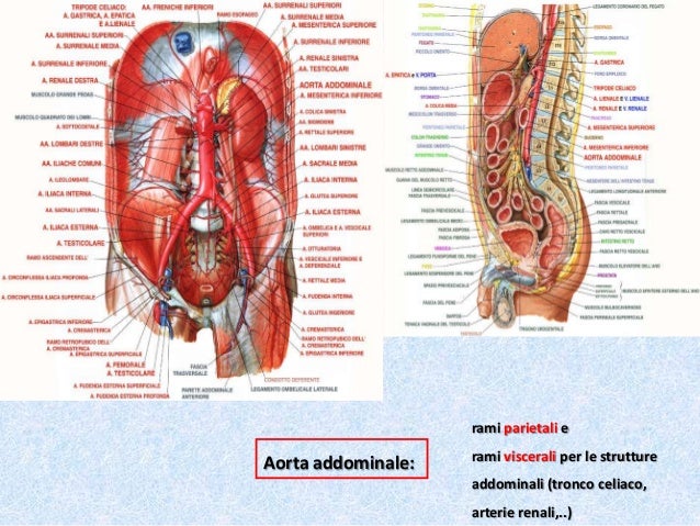 Parte viii anatomia umana normale