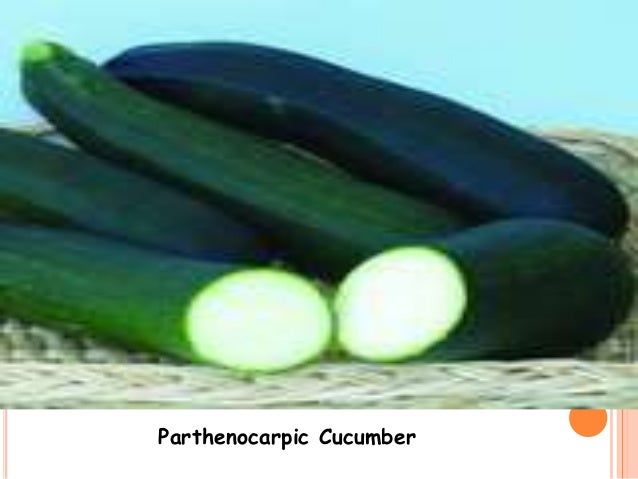 parthenocarpy parthenocarpic cucumber