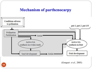 11
(Gorguet et al., 2005)
Mechanism of parthenocarpy
 