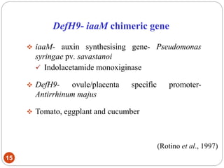 DefH9- iaaM chimeric gene
15
 iaaM- auxin synthesising gene- Pseudomonas
syringae pv. savastanoi
 Indolacetamide monoxiginase
 DefH9- ovule/placenta specific promoter-
Antirrhinum majus
 Tomato, eggplant and cucumber
(Rotino et al., 1997)
 