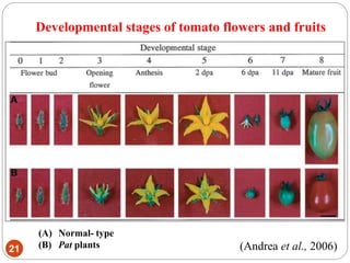 Developmental stages of tomato flowers and fruits
21
(A) Normal- type
(B) Pat plants (Andrea et al., 2006)
 