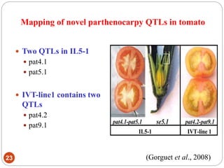 Mapping of novel parthenocarpy QTLs in tomato
23
 Two QTLs in IL5-1
 pat4.1
 pat5.1
 IVT-line1 contains two
QTLs
 pat4.2
 pat9.1
(Gorguet et al., 2008)
 