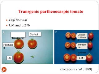 Transgenic parthenocarpic tomato
24
 DefH9-iaaM
 CM and L 276
(Ficcadenti et al., 1999)
Transgenic
Control
Pollinate
d
EM
Control
pollinate
d
Transge
nic
pollinate
d
EM
 