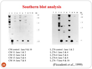 Southern blot analysis
25
CM control : lane 9 & 10
CM 11 :lane 1 & 2
CM 12 :lane 3 & 4
CM 13 :lane 5 & 6
CM 14 :lane 7 & 8
L.276 control : lane 1 & 2
L.276-1 :lane 3 & 4
L.276-4 :lane 5 & 6
L.276-6 :lane 7 & 8
L.276 -7:lane 9 & 10
(Ficcadenti et al., 1999)
 