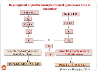 T 68 x SC 3
Gy 14 x T 68
F2 x PK
F1 x PK
F1
F1 F1
F3 F3
X
F1
F2
Select for gynoecy & green
fruit skin colour
Select for gynoecy & yellow
fruit skin colour
PKG-1-21, 1-23 & 1-24PKG-1-2, 1-11,1-12 & 1-15
F7 F7
Development of parthenocarpic tropical gynoecious lines in
cucumber
29 (More and Budgujar, 2002)
 