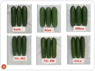 35
Isatis Kian
Hilton
NS- 492
NS- 498 Aviva
 