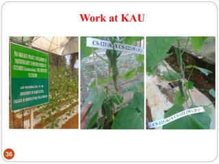 Work at KAU
36
 