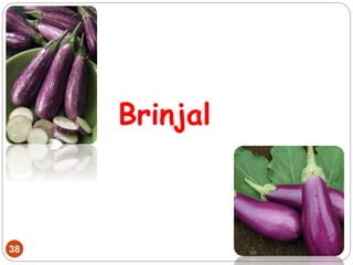 Brinjal
38
 