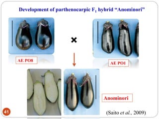 41
AE PO8
AE PO1
Anominori
Development of parthenocarpic F1 hybrid “Anominori”
×
(Saito et al., 2009)
 