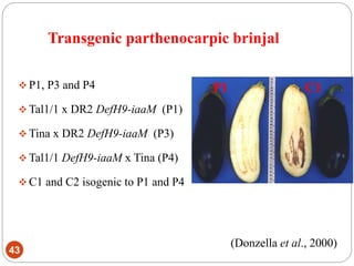 Transgenic parthenocarpic brinjal
43
 P1, P3 and P4
 Tal1/1 x DR2 DefH9-iaaM (P1)
 Tina x DR2 DefH9-iaaM (P3)
 Tal1/1 DefH9-iaaM x Tina (P4)
 C1 and C2 isogenic to P1 and P4
P1 C1
(Donzella et al., 2000)
 