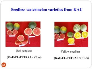 Seedless watermelon varieties from KAU
51
Yellow seedless
(KAU-CL-TETRA 1 x CL-5)
Red seedless
(KAU-CL-TETRA 1 x CL-4)
 