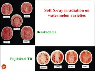 Fujihikari TR
Benikodama
54
Soft X-ray irradiation on
watermelon varieties
 