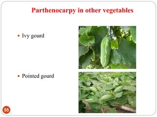 Parthenocarpy in other vegetables
55
 Ivy gourd
 Pointed gourd
 