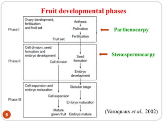 Parthenocarpy
Stenospermocarpy
(Varoquaux et al., 2002)
6
Fruit developmental phases
 