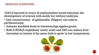 Application of gibberellin
*GA3 if injected in ovary of zephyranthes would stimulate the
development of ovaries with seeds but without embryos.
* Low concentration of gibberellin (20ppm) can induce
parthenocarpy.
• Induces seedless fruits in tomatoes,figs,apples,pears.
• Both 2-NOA(2-naphthoxy acetic acid) and 24D can induce fruit
formation in tomato if the same fails to grow in low temperature.
 