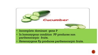 • Incomplete dominant gene P
• In homozygous condition PP produces non
parthenocarpic fruits.
• Heterozygous Pp produces parthenocarpic fruits.
 