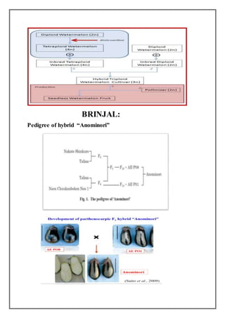BRINJAL:
Pedigree of hybrid “Anominori”
 