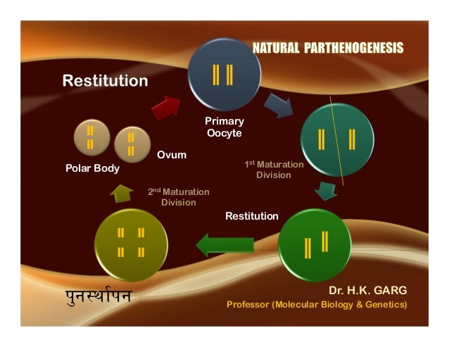 Parthenogenesis - Dr HK Garg