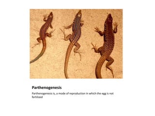 Parthenogenesis
Parthenogenesis is, a mode of reproduction in which the egg is not
fertilized
 